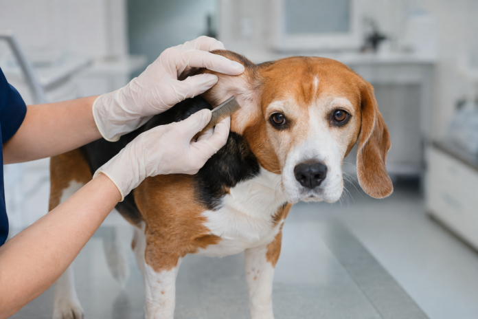 Köpeklerde Parazit Kontrolü Düzenli kontrollerin önemi