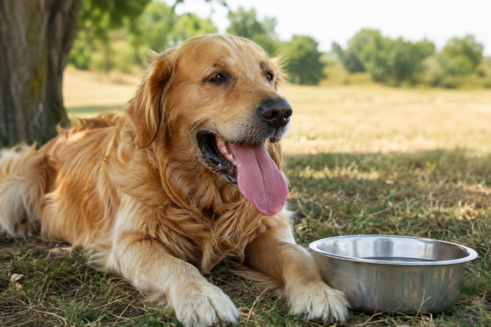 Köpeklerde Sıcak Havada Aşırı Soluma Normal Serinleme mi Sıcak Çarpması mı
